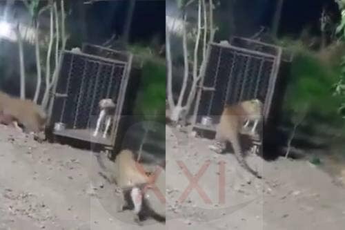 Video: Cámaras detectan a pareja de jaguares paseando por el pueblo